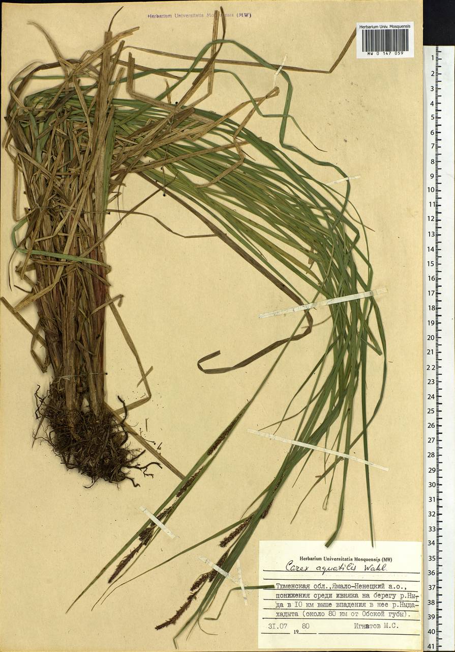 Carex aquatilis Wahlenb., Siberia, Western Siberia (S1) (Russia)