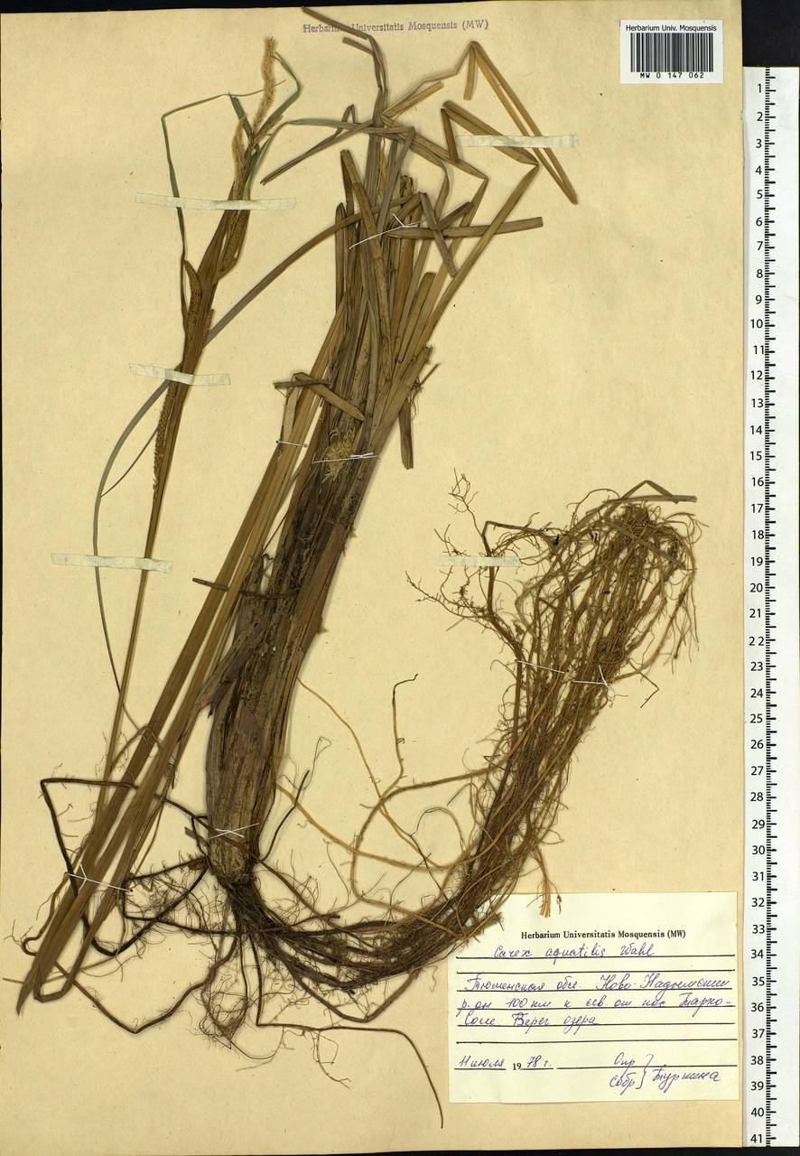 Carex aquatilis Wahlenb., Siberia, Western Siberia (S1) (Russia)