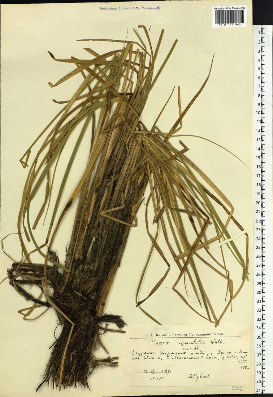 Carex aquatilis Wahlenb., Siberia, Western Siberia (S1) (Russia)