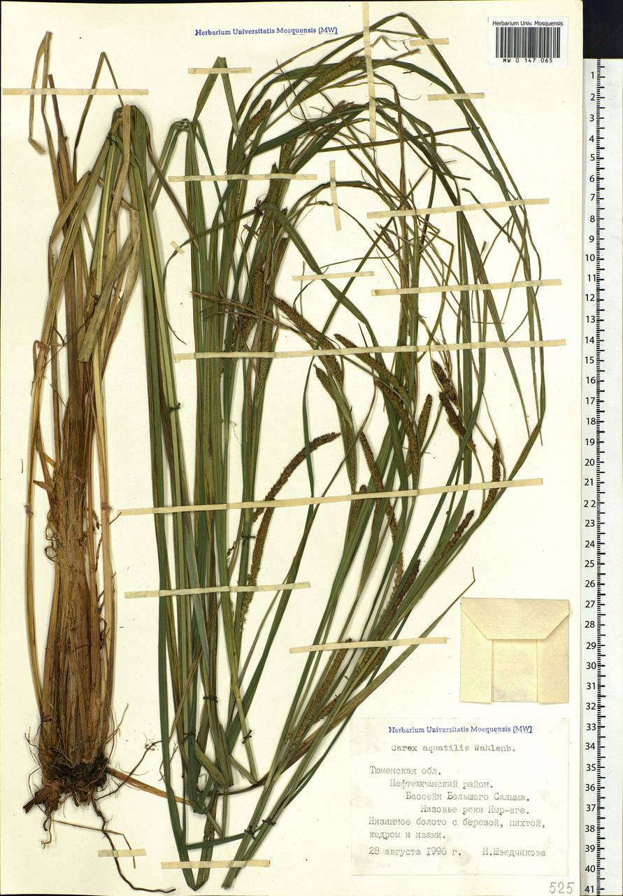 Carex aquatilis Wahlenb., Siberia, Western Siberia (S1) (Russia)