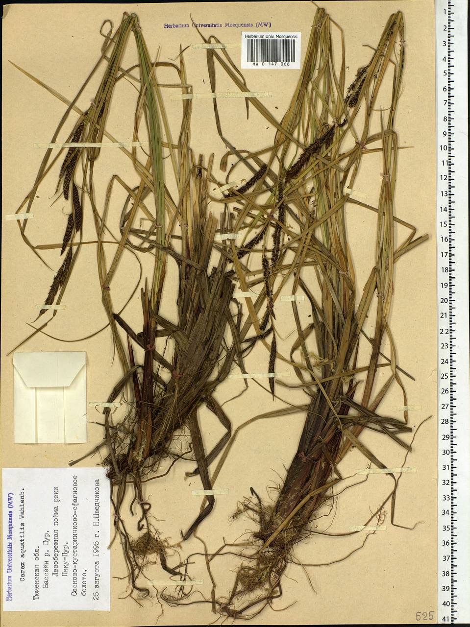 Carex aquatilis Wahlenb., Siberia, Western Siberia (S1) (Russia)