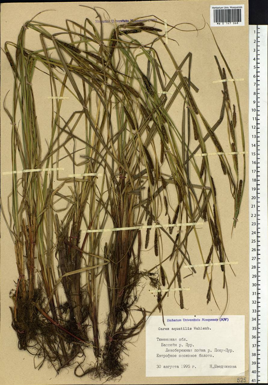 Carex aquatilis Wahlenb., Siberia, Western Siberia (S1) (Russia)