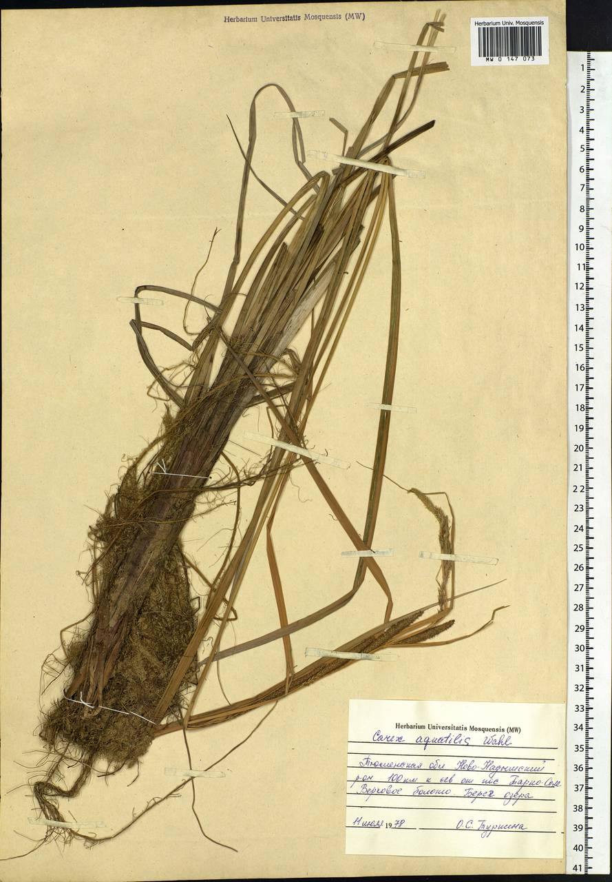 Carex aquatilis Wahlenb., Siberia, Western Siberia (S1) (Russia)