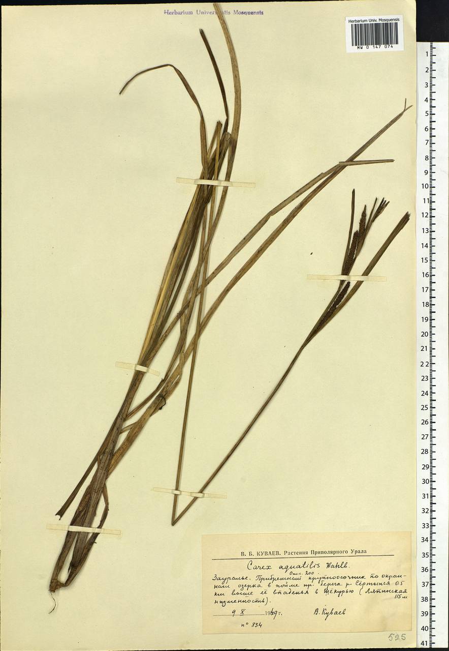 Carex aquatilis Wahlenb., Siberia, Western Siberia (S1) (Russia)