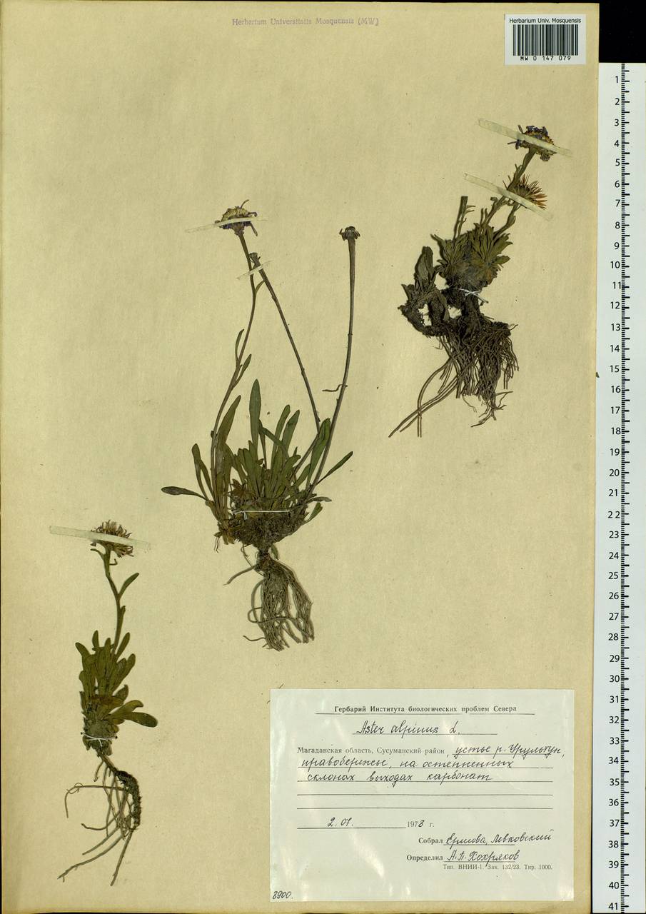 Aster alpinus L., Siberia, Chukotka & Kamchatka (S7) (Russia)