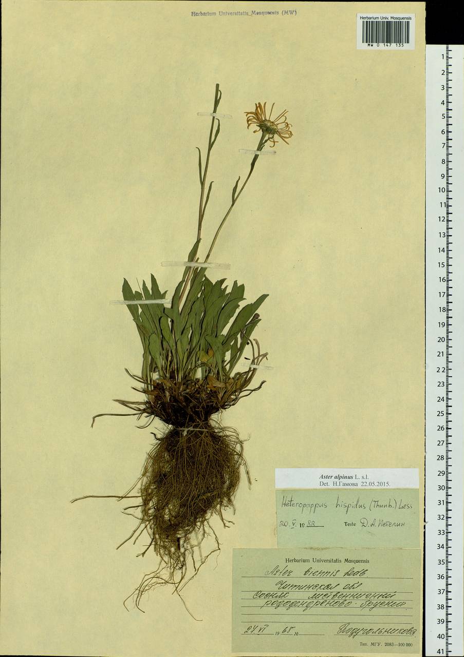 Aster alpinus L., Siberia, Baikal & Transbaikal region (S4) (Russia)