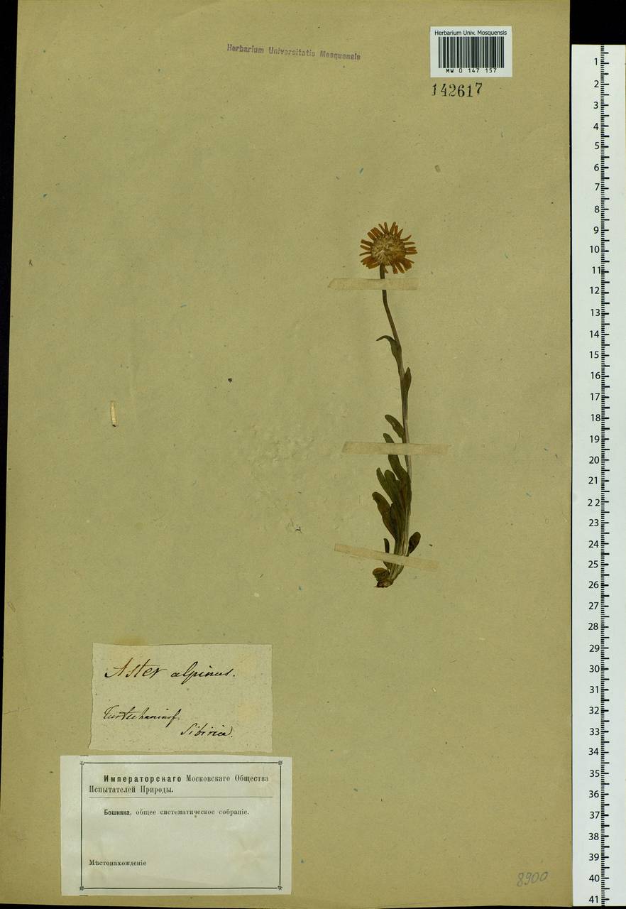 Aster alpinus L., Siberia, Baikal & Transbaikal region (S4) (Russia)