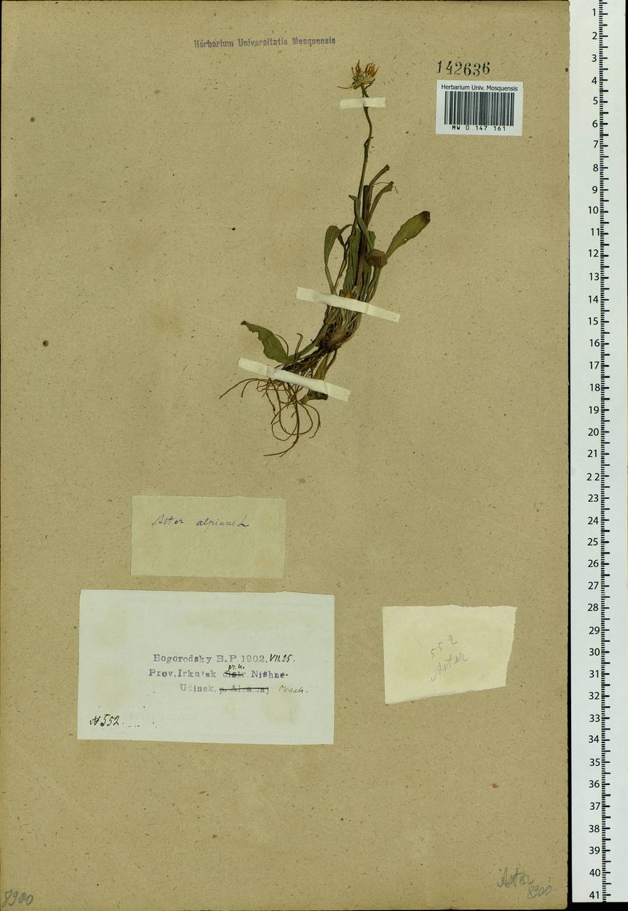 Aster alpinus L., Siberia, Baikal & Transbaikal region (S4) (Russia)