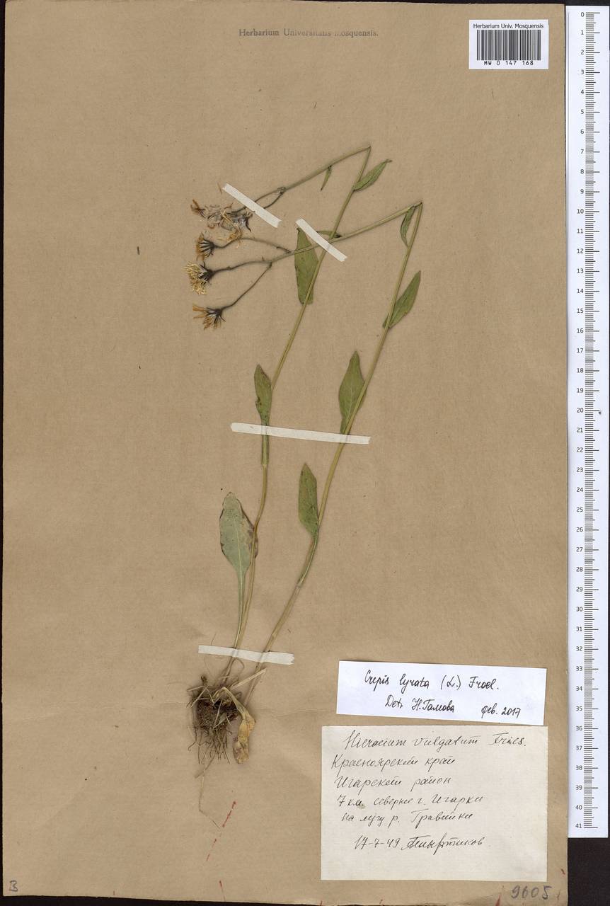 Crepis lyrata (L.) Froel., Siberia, Central Siberia (S3) (Russia)