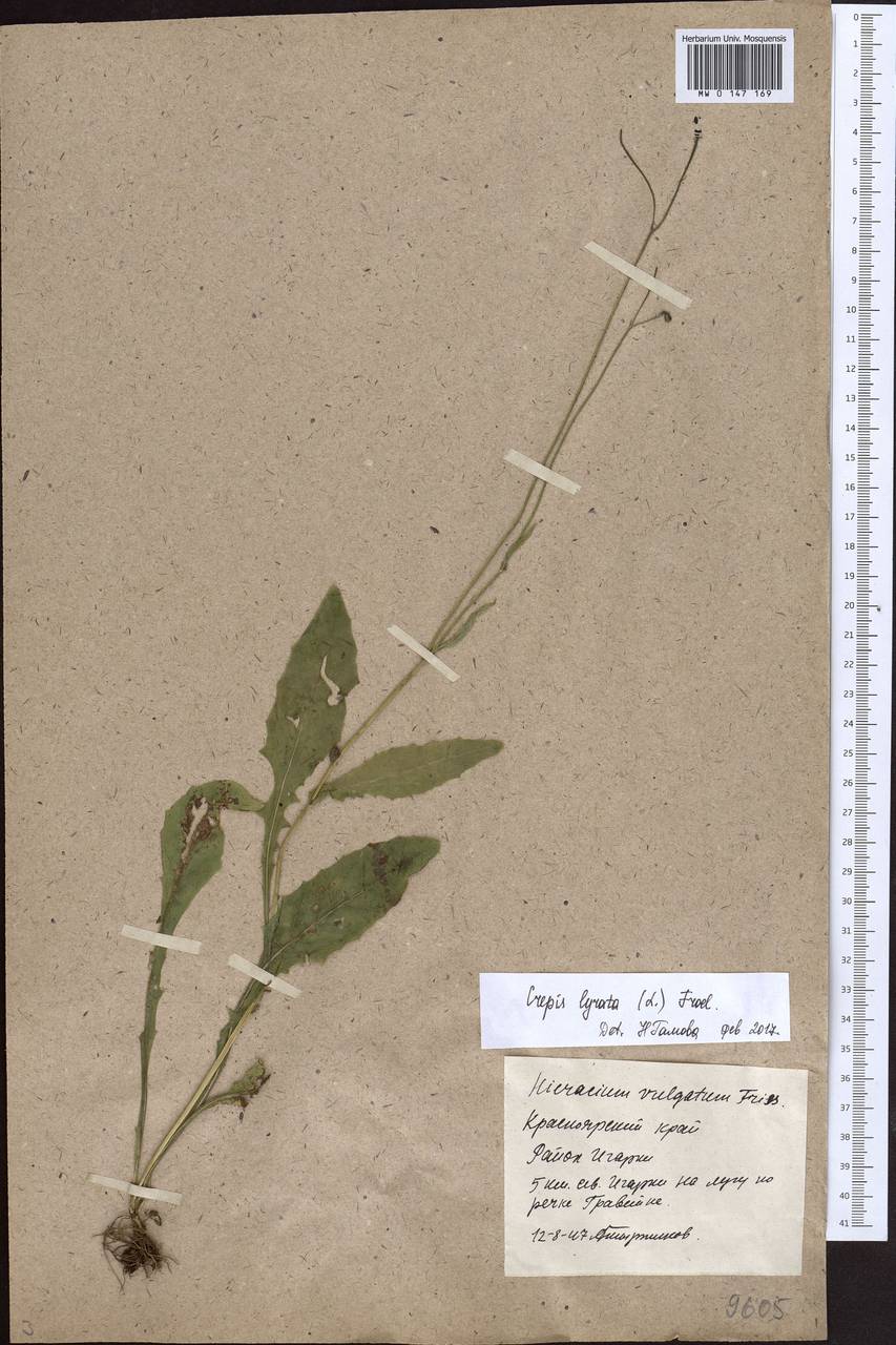 Crepis lyrata (L.) Froel., Siberia, Central Siberia (S3) (Russia)