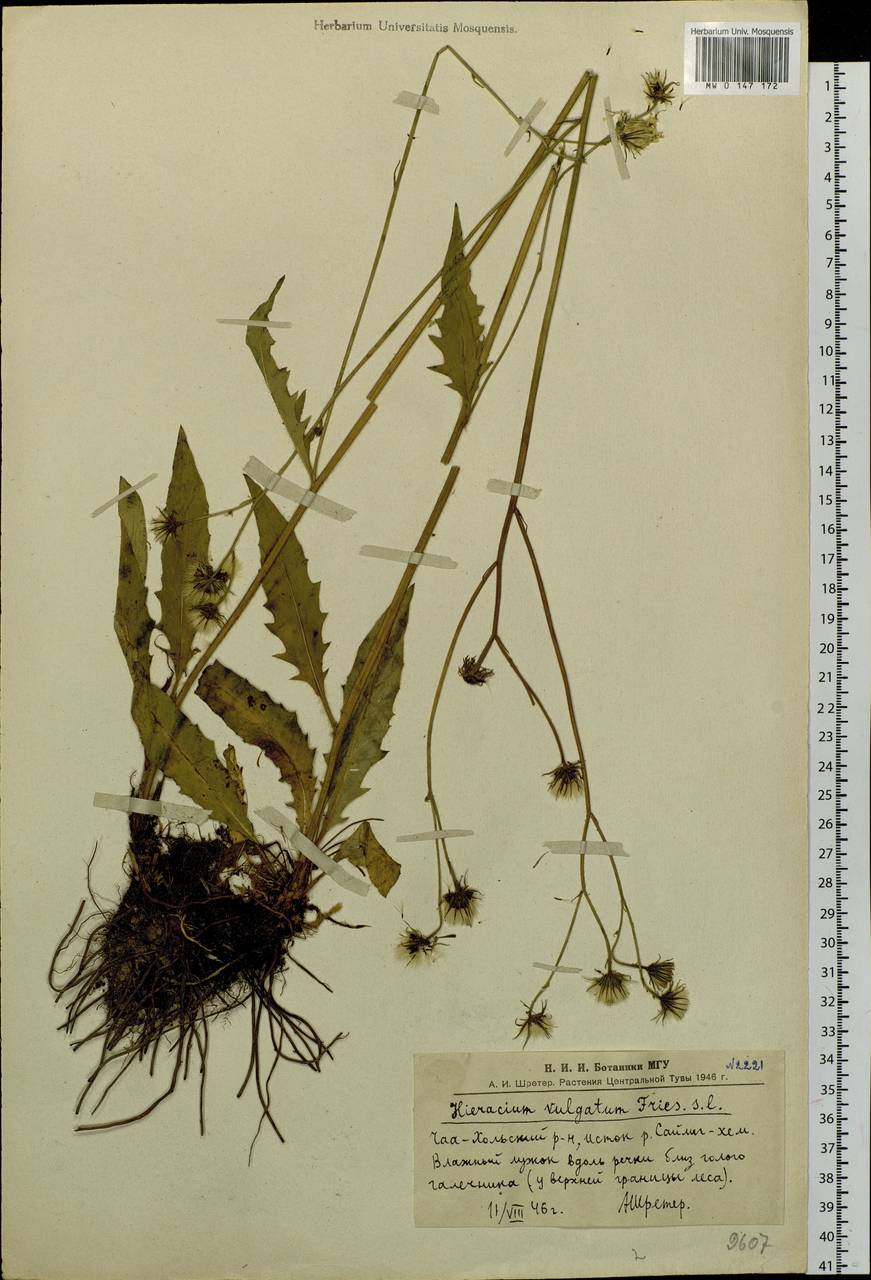 Hieracium lachenalii subsp. cruentifolium (Dahlst. & Lübeck ex Dahlst.) Zahn, Siberia, Altai & Sayany Mountains (S2) (Russia)