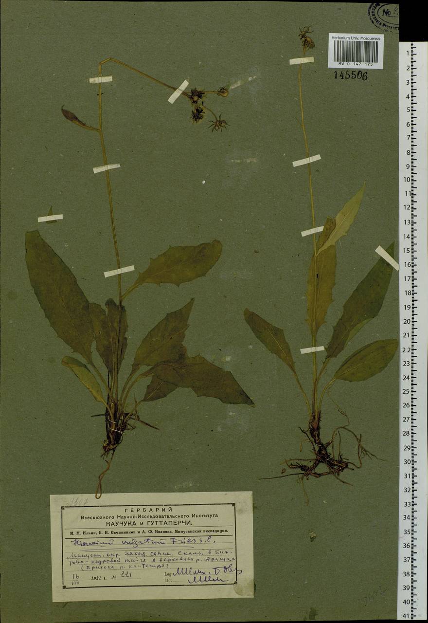 Hieracium lachenalii subsp. cruentifolium (Dahlst. & Lübeck ex Dahlst.) Zahn, Siberia, Altai & Sayany Mountains (S2) (Russia)