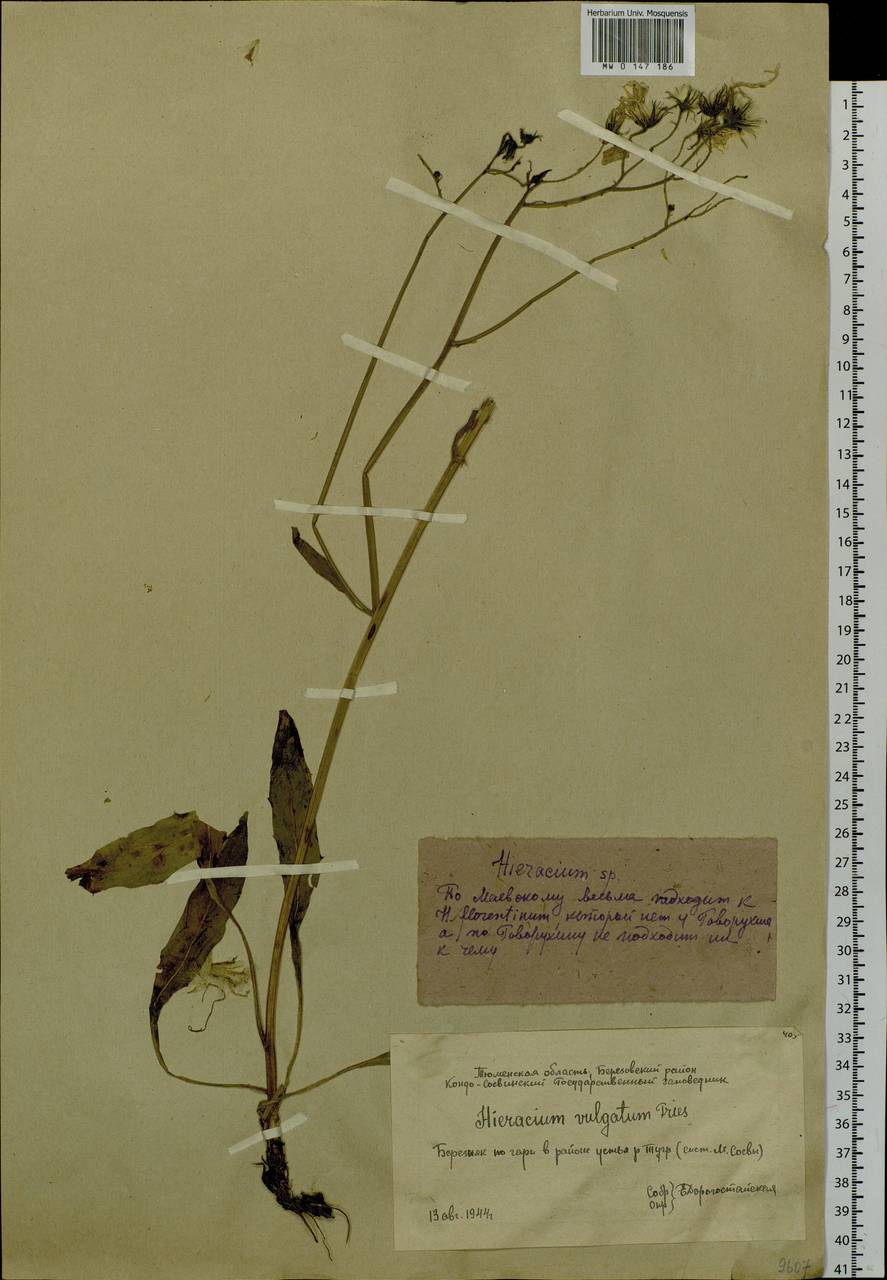 Hieracium lachenalii subsp. cruentifolium (Dahlst. & Lübeck ex Dahlst.) Zahn, Siberia, Western Siberia (S1) (Russia)