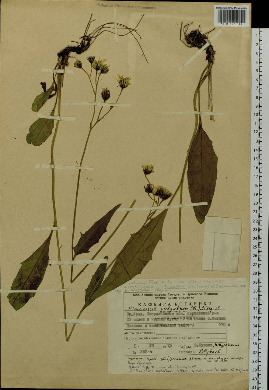 Hieracium lachenalii subsp. cruentifolium (Dahlst. & Lübeck ex Dahlst.) Zahn, Eastern Europe, Eastern region (E10) (Russia)