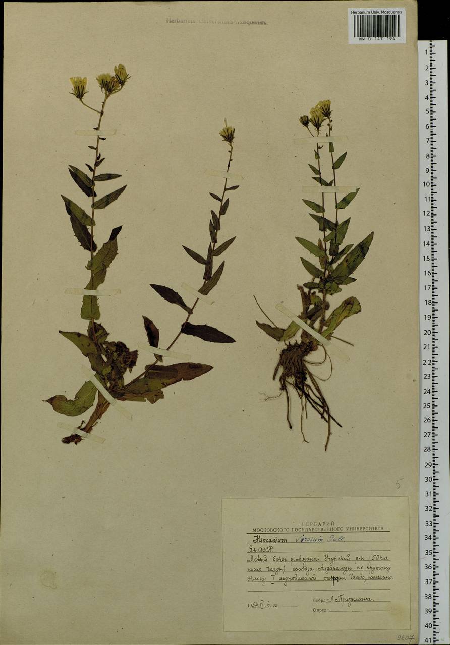 Hieracium virosum Pall., Siberia, Yakutia (S5) (Russia)