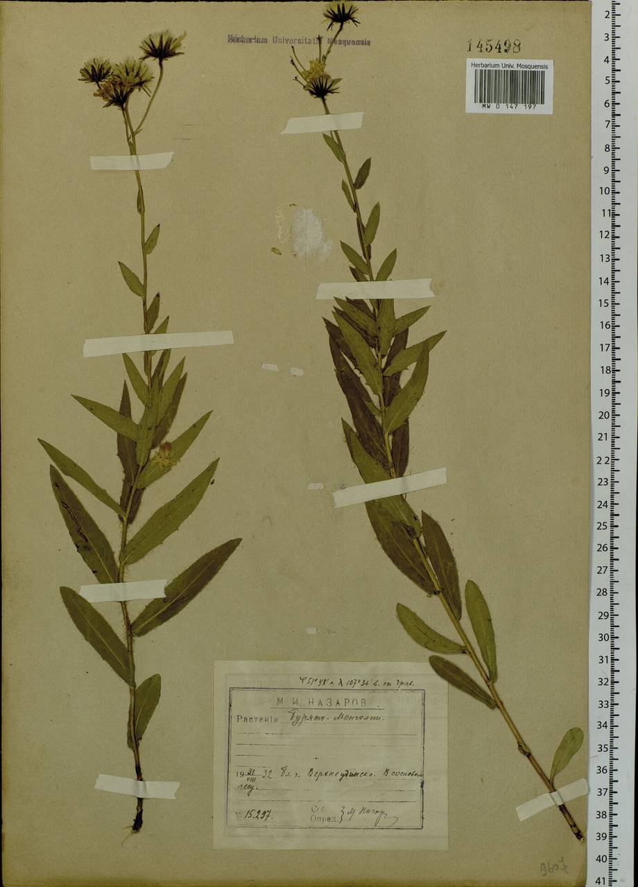 Hieracium virosum Pall., Siberia, Baikal & Transbaikal region (S4) (Russia)