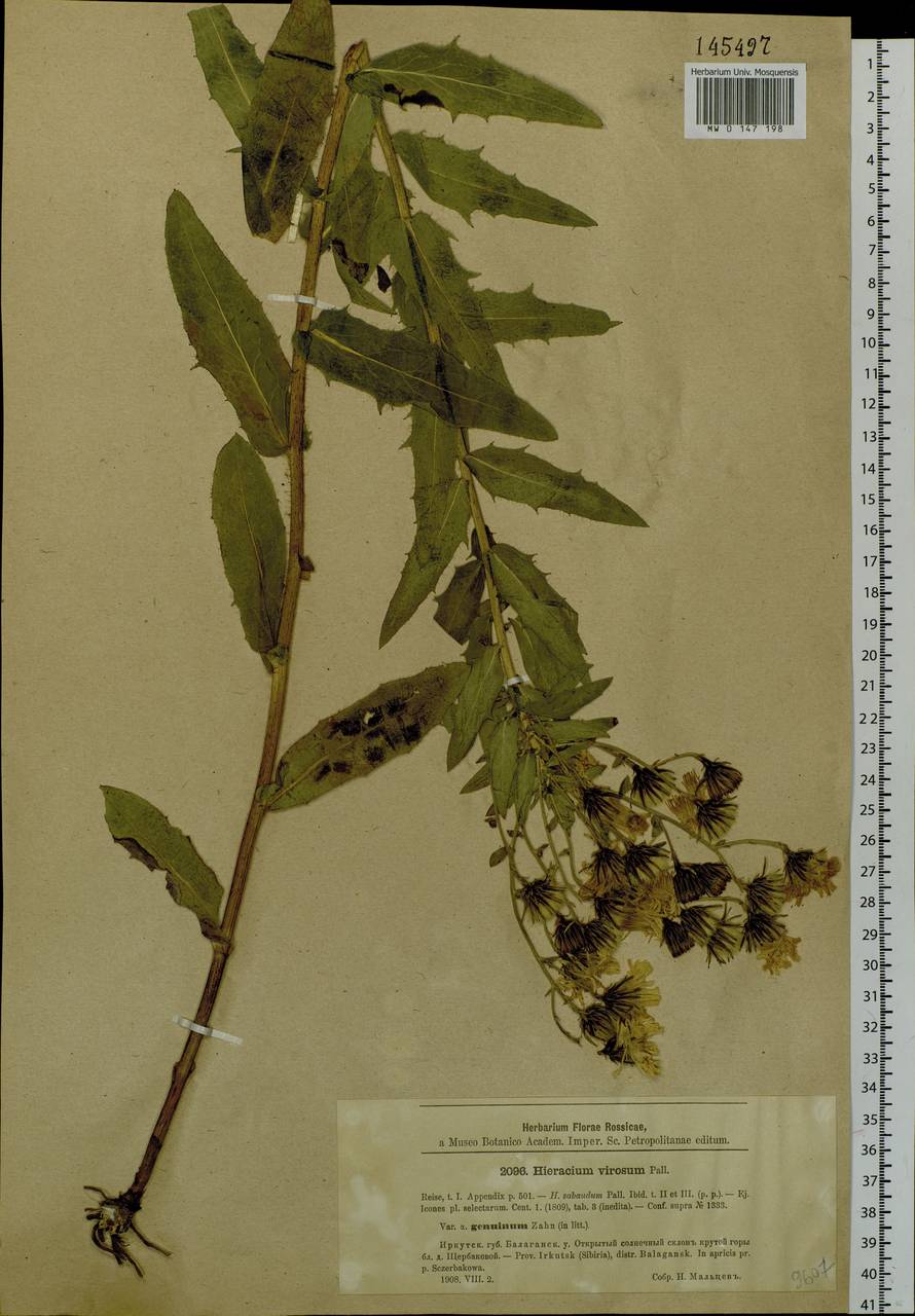 Hieracium virosum Pall., Siberia, Baikal & Transbaikal region (S4) (Russia)