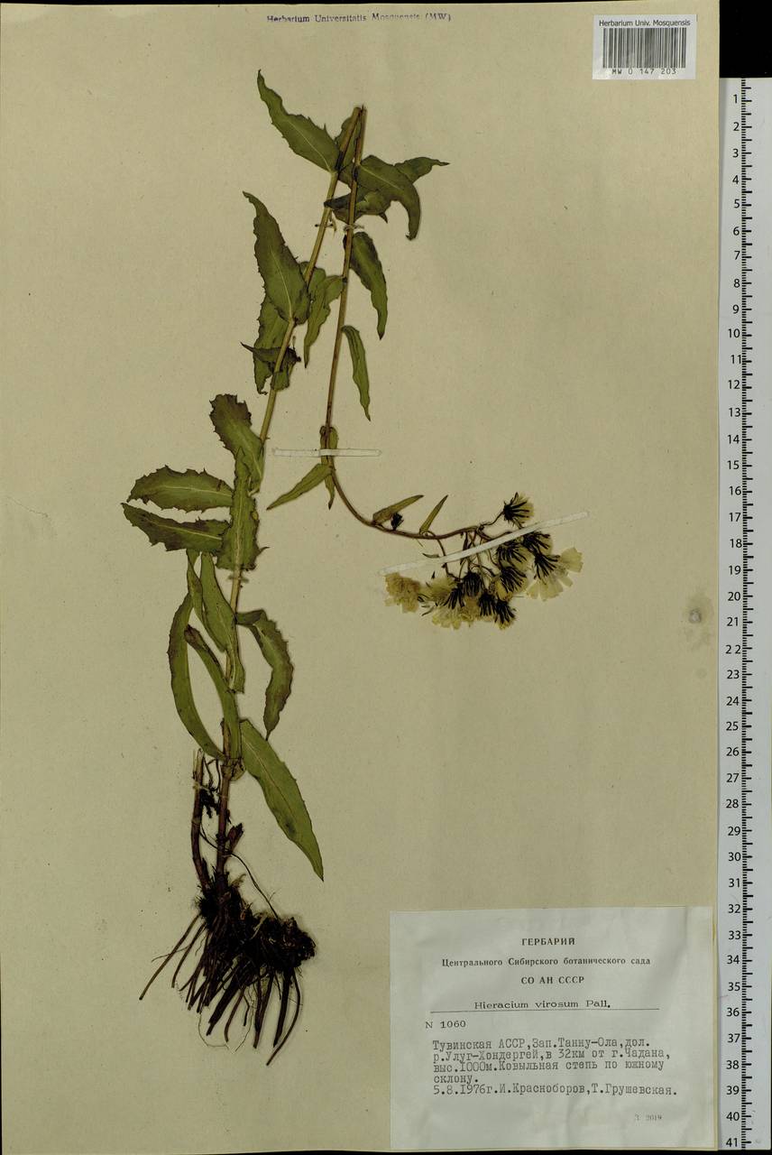 Hieracium virosum Pall., Siberia, Altai & Sayany Mountains (S2) (Russia)