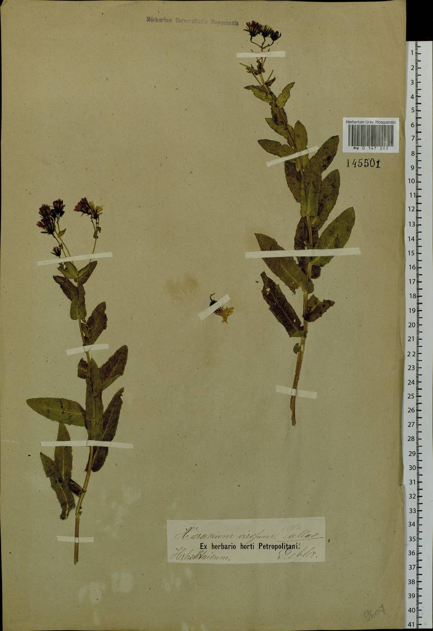 Hieracium virosum Pall., Siberia, Altai & Sayany Mountains (S2) (Russia)
