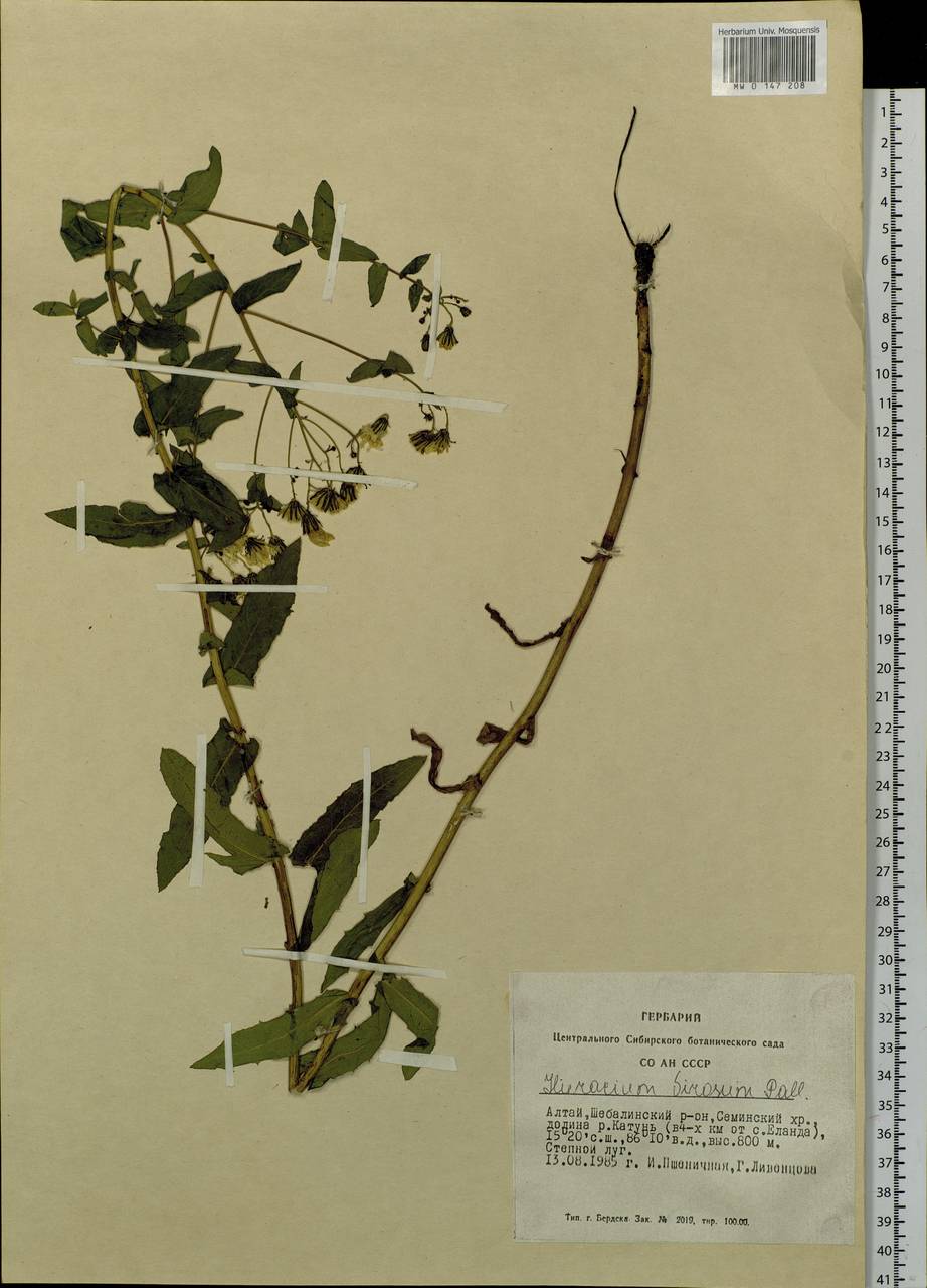 Hieracium virosum Pall., Siberia, Altai & Sayany Mountains (S2) (Russia)