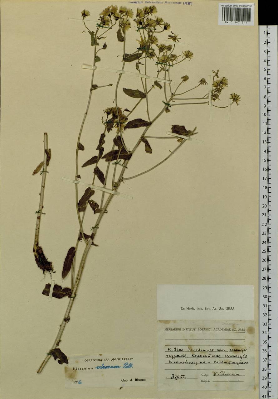 Hieracium virosum Pall., Eastern Europe, Eastern region (E10) (Russia)