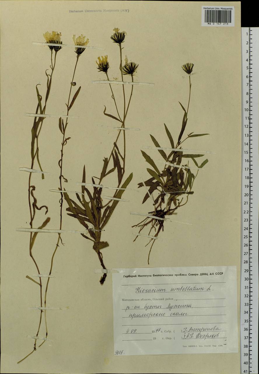 Hieracium umbellatum L., Siberia, Chukotka & Kamchatka (S7) (Russia)