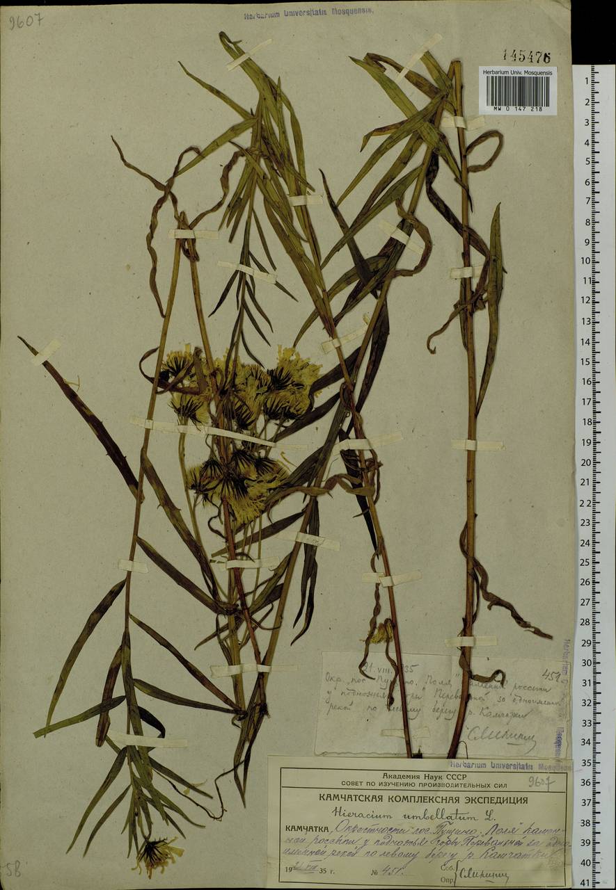 Hieracium umbellatum L., Siberia, Chukotka & Kamchatka (S7) (Russia)