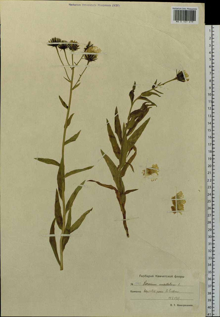 Hieracium umbellatum L., Siberia, Chukotka & Kamchatka (S7) (Russia)