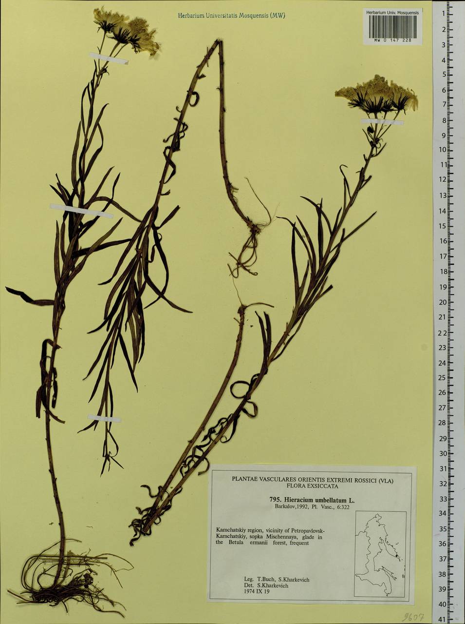 Hieracium umbellatum L., Siberia, Chukotka & Kamchatka (S7) (Russia)