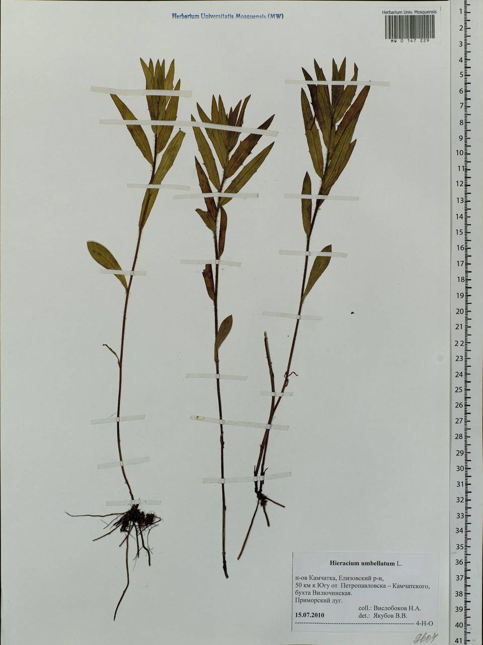 Hieracium umbellatum L., Siberia, Chukotka & Kamchatka (S7) (Russia)
