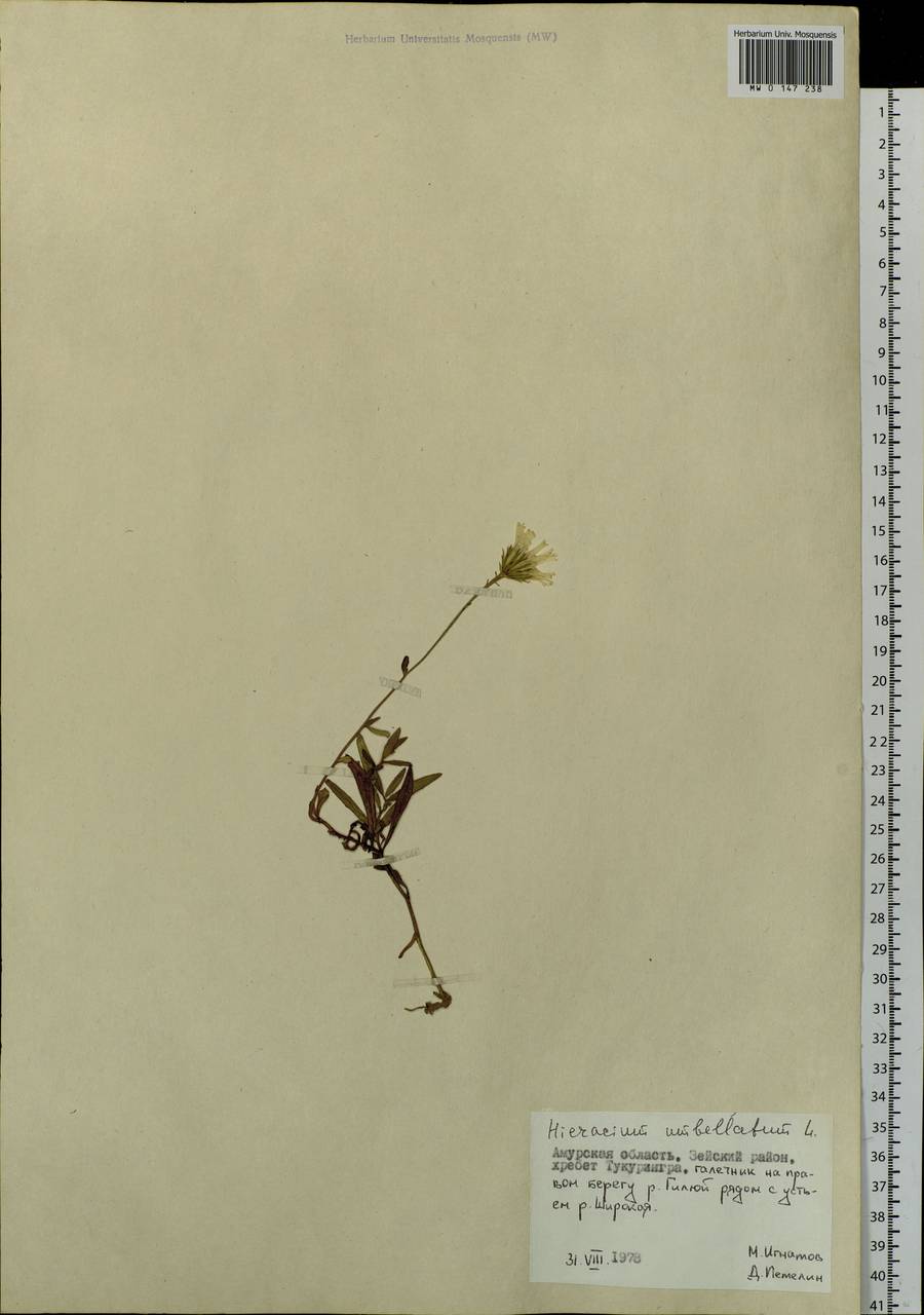 Hieracium umbellatum L., Siberia, Russian Far East (S6) (Russia)