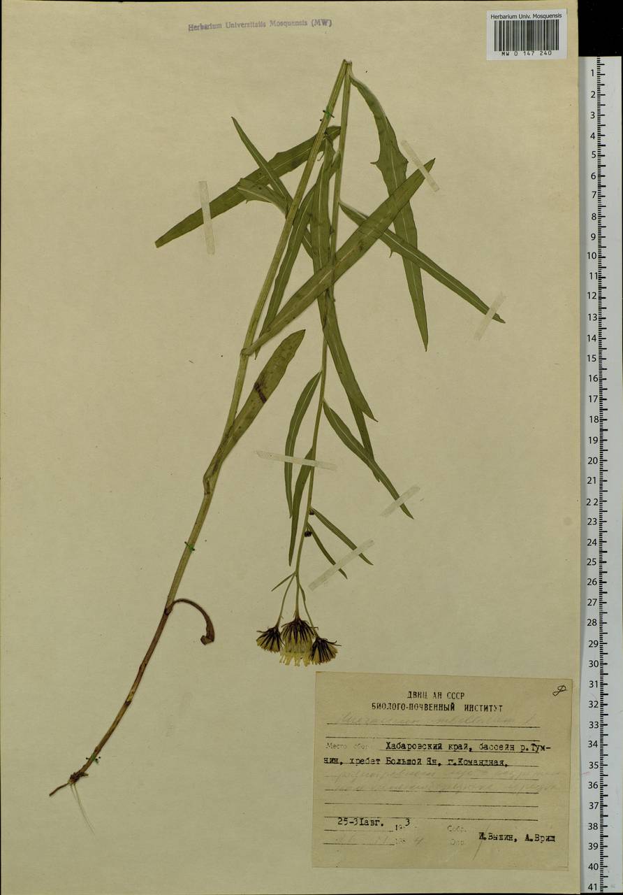 Hieracium umbellatum L., Siberia, Russian Far East (S6) (Russia)