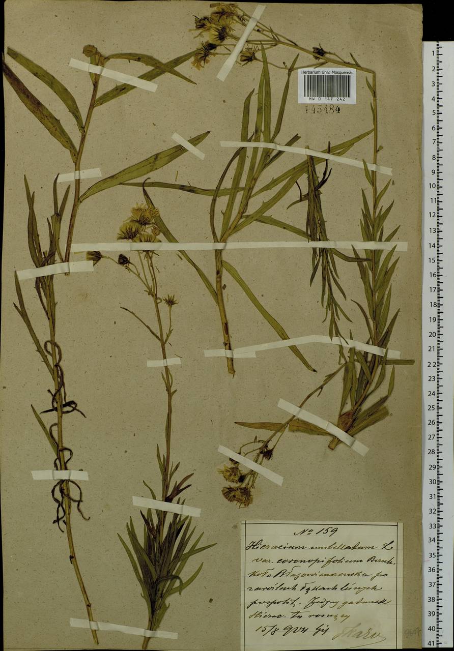 Hieracium umbellatum L., Siberia, Russian Far East (S6) (Russia)