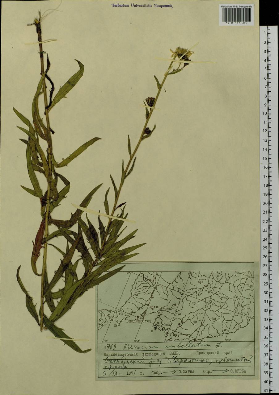 Hieracium umbellatum L., Siberia, Russian Far East (S6) (Russia)