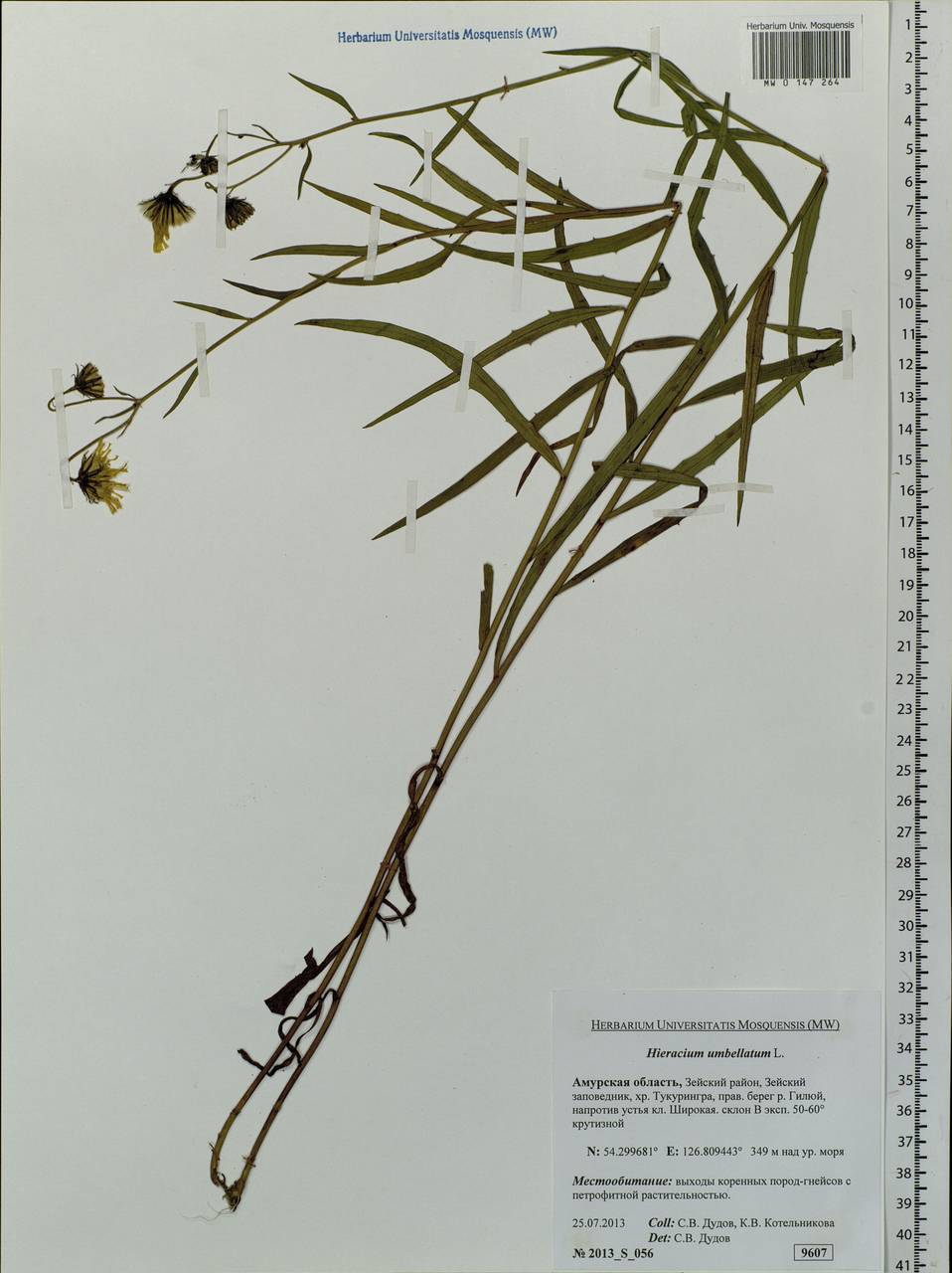 Hieracium umbellatum L., Siberia, Russian Far East (S6) (Russia)