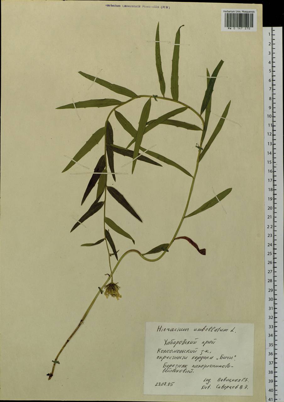 Hieracium umbellatum L., Siberia, Russian Far East (S6) (Russia)