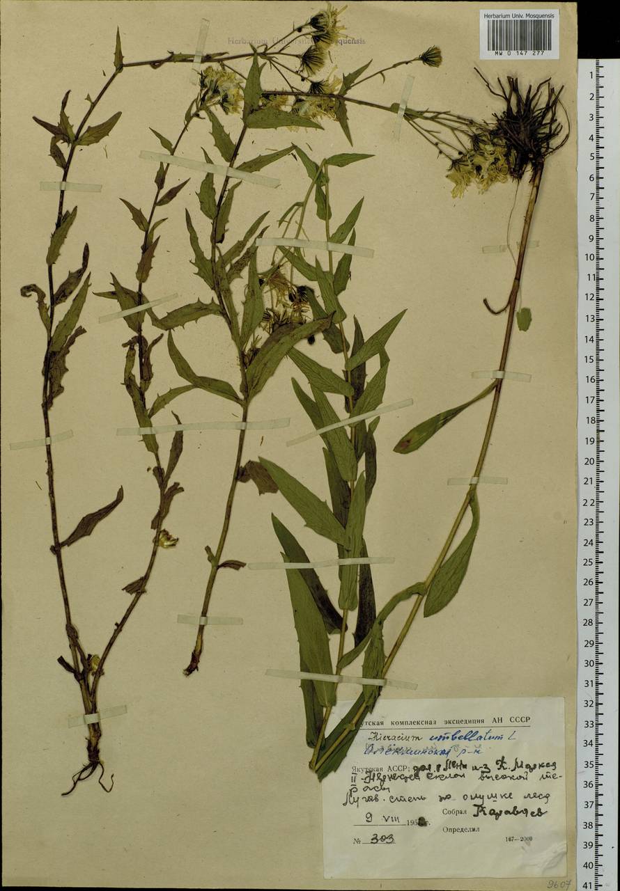 Hieracium umbellatum L., Siberia, Yakutia (S5) (Russia)