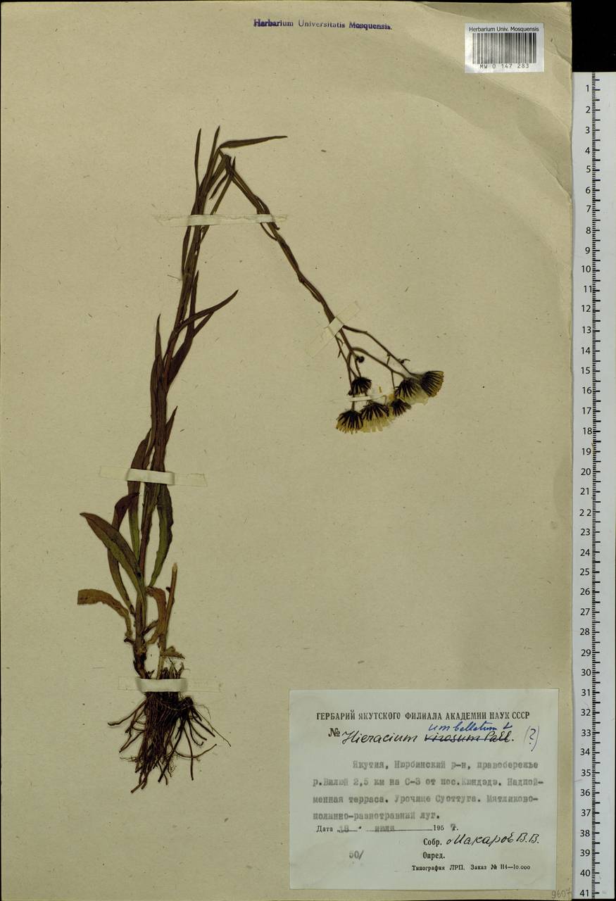 Hieracium umbellatum L., Siberia, Yakutia (S5) (Russia)