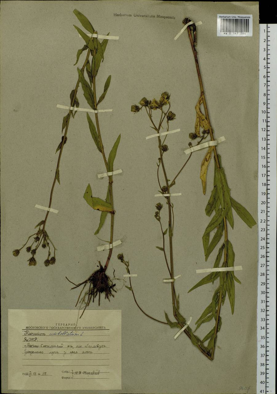 Hieracium umbellatum L., Siberia, Yakutia (S5) (Russia)