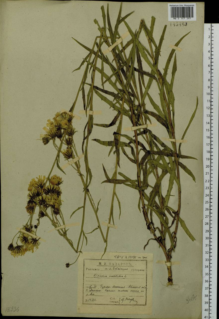 Hieracium umbellatum L., Siberia, Baikal & Transbaikal region (S4) (Russia)