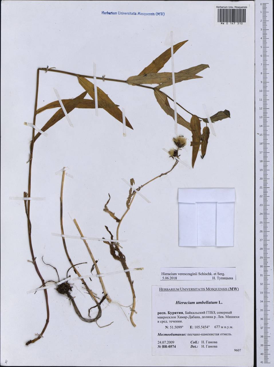 Hieracium veresczaginii Schischk. & Serg., Siberia, Baikal & Transbaikal region (S4) (Russia)
