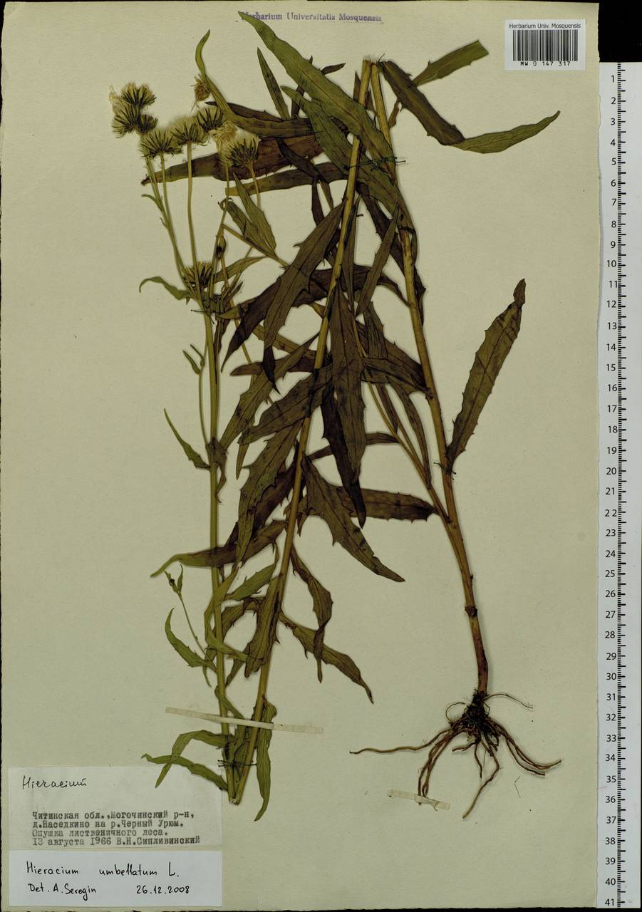 Hieracium umbellatum L., Siberia, Baikal & Transbaikal region (S4) (Russia)