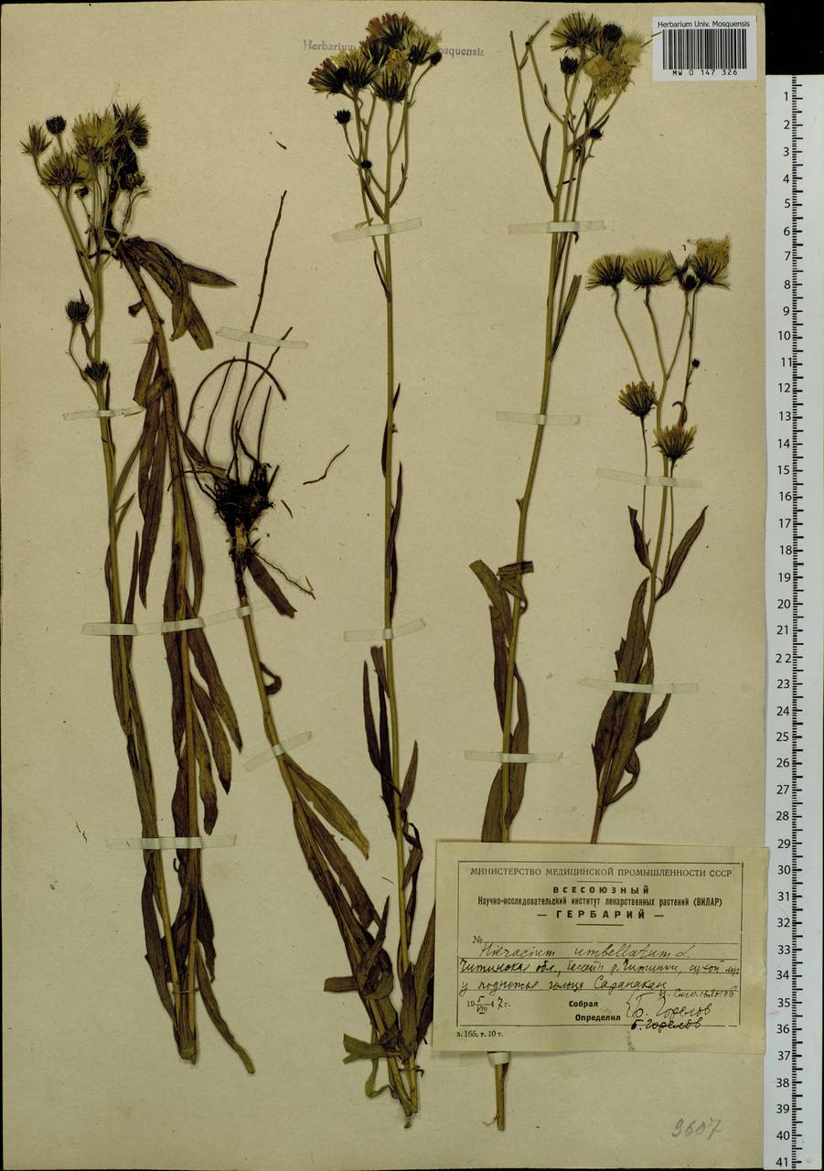 Hieracium umbellatum L., Siberia, Baikal & Transbaikal region (S4) (Russia)