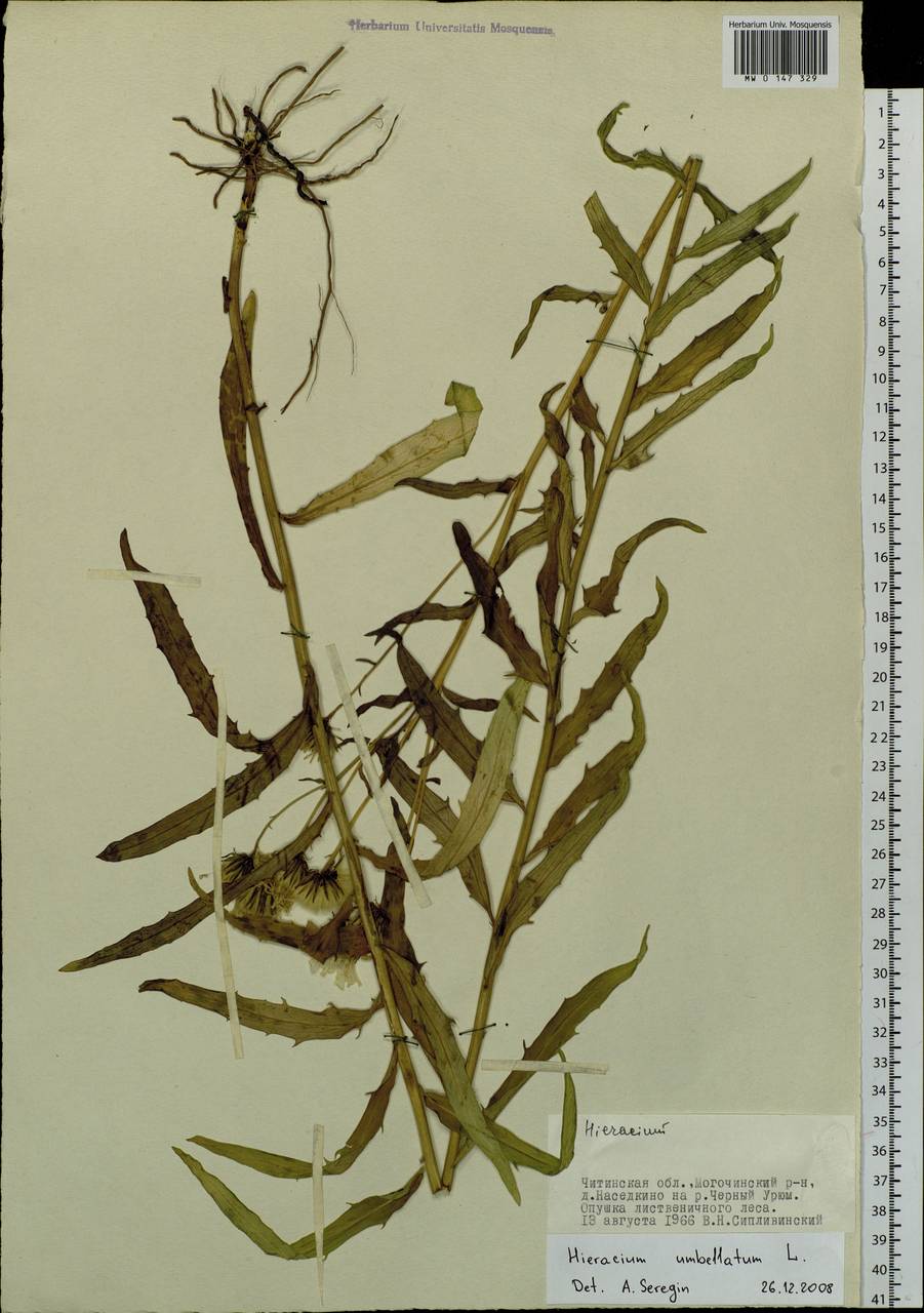 Hieracium umbellatum L., Siberia, Baikal & Transbaikal region (S4) (Russia)