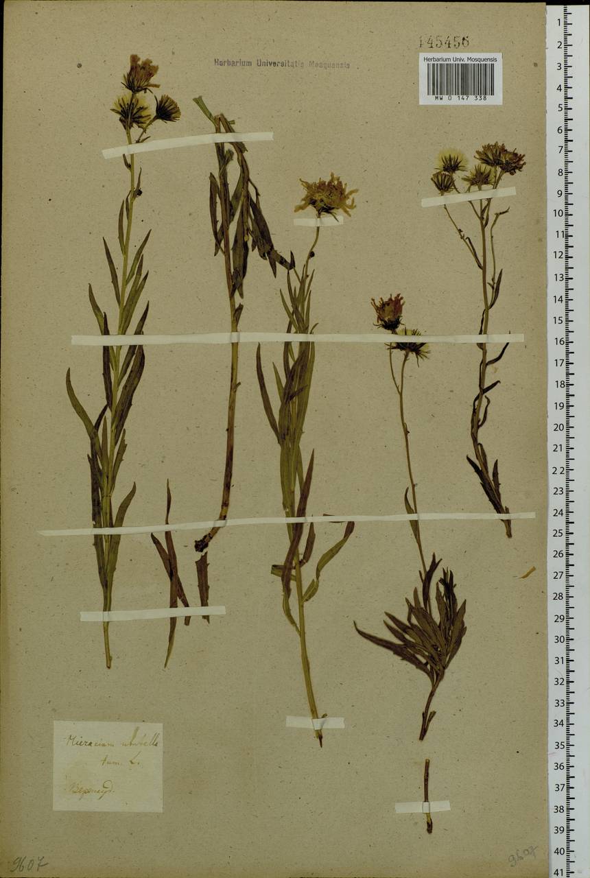 Hieracium umbellatum L., Siberia, Baikal & Transbaikal region (S4) (Russia)