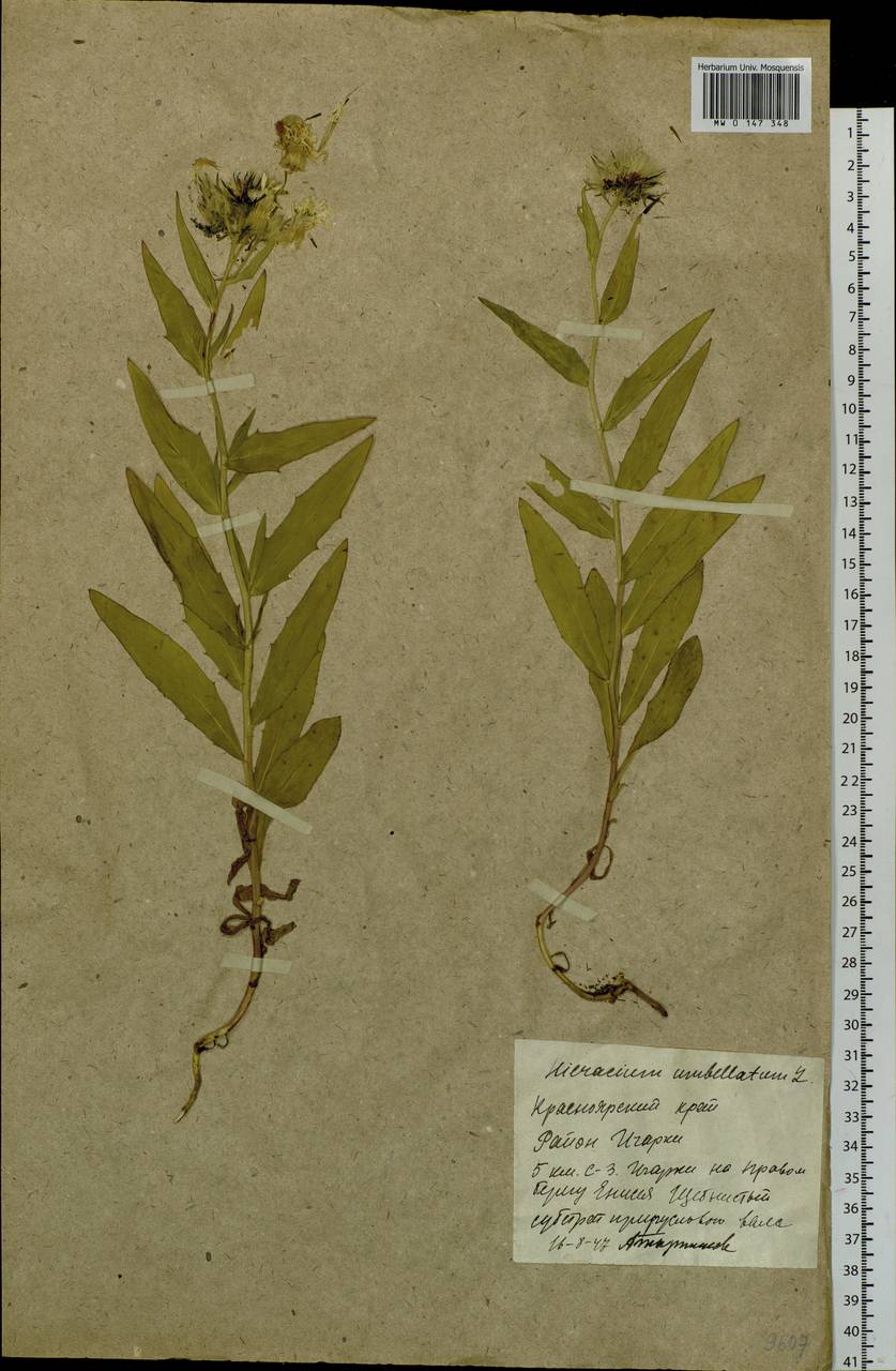 Hieracium umbellatum L., Siberia, Central Siberia (S3) (Russia)