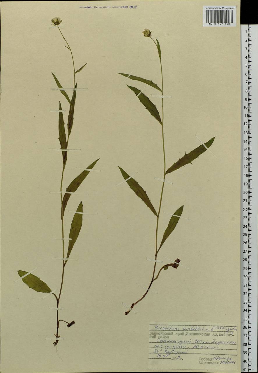 Hieracium umbellatum L., Siberia, Central Siberia (S3) (Russia)