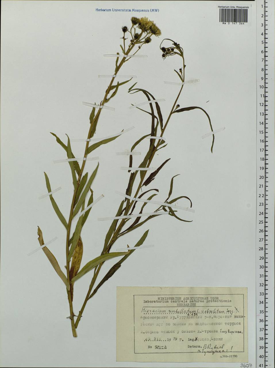 Hieracium umbellatum L., Siberia, Central Siberia (S3) (Russia)