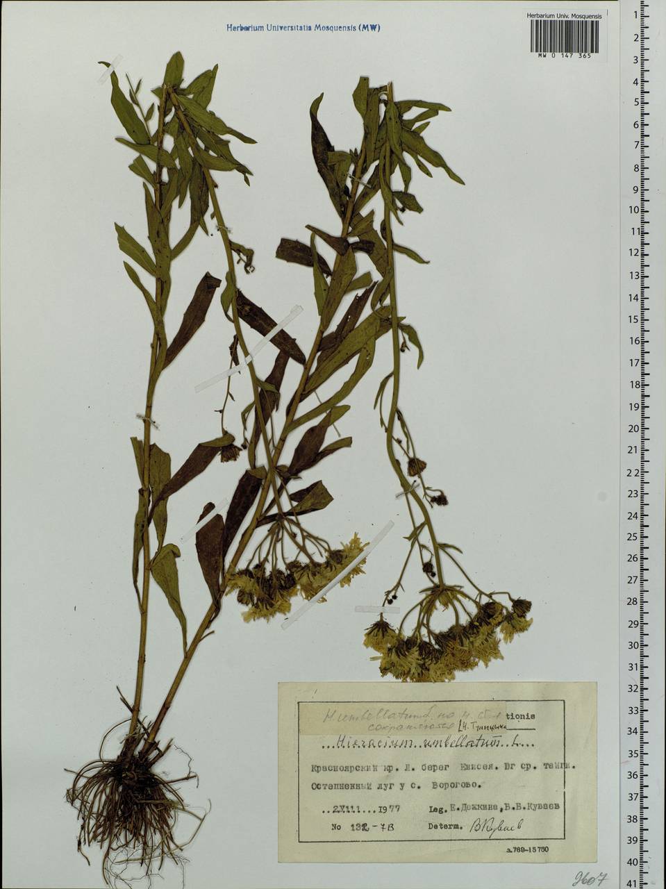 Hieracium umbellatum L., Siberia, Central Siberia (S3) (Russia)