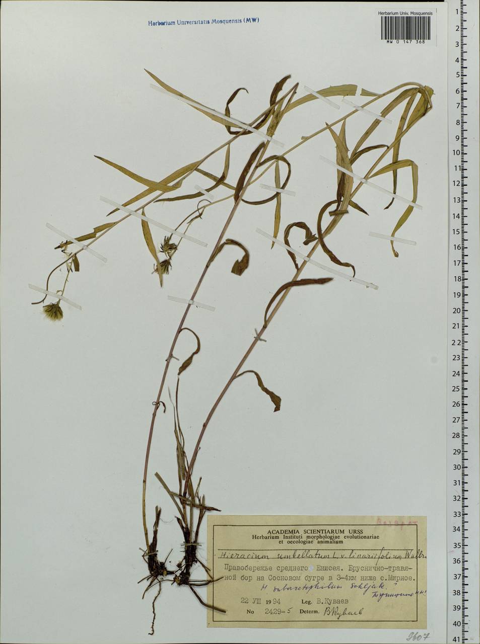 Hieracium umbellatum L., Siberia, Central Siberia (S3) (Russia)